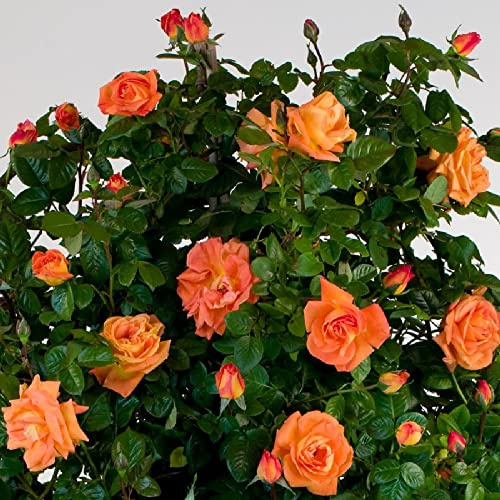 AMDGarden Rosa Louis de Funès Rampicante Meilland Arancio in Vaso 20 cm