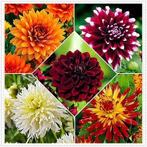 Dahlia Bulbs Mix for Planting Now UK,Hardy Perennial,Wedding Flowers,Dahlia tubers Bulk,Strong Plants That Grow Well,Beauty of Garden,Gift Ready-2bulbs-A
