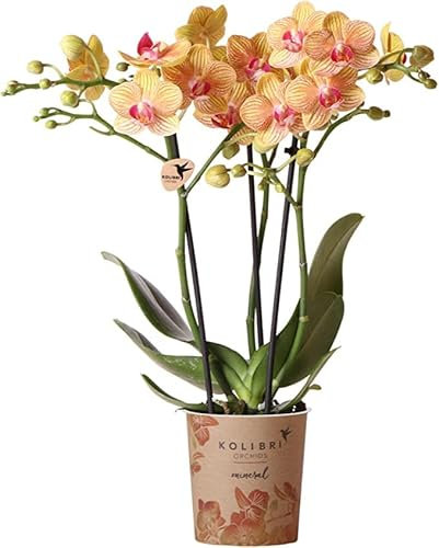 Phalaenopsis Orchidee Comunumente Conocida como Orqídea Planta Natural de Interior de Flores Extravagantes