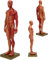UIGJIOG Muskel menschlich anatomisches Modell 30cm Modell der Bewegungsapparat der männlichen Struktur des männlichen Harzkörpers, anatomisches Modell der Skulptur der menschlichen Muskeln