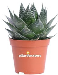 Pianta di Aloe Aristata Cosmo pianta da interno pianta grassa pianta succulenta pianta ornamentale di Aloe Cosmo pianta vera venduta da eGarden.store