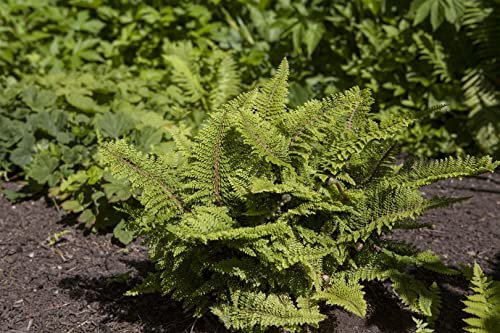 Polystichum setiferum 'Plumosum Densum' 40-60 cm – Winterhart, Immergrün, Pflegeleicht – Filigranfarn – Schattenstaude für Beet & Garten