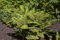 Polystichum setiferum 'Plumosum Densum' 40-60 cm - Filigranfarn, immergrün, ideal für schattige Standorte, pflegeleicht und winterhart