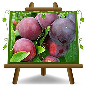 Prune Dezertnaja - Plante fruitière sur pot 26 greffé Porte-greffe - arbre max 200 cm - 4 ans