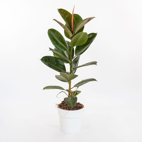 Pianta vera di Ficus elastica Robusta - Diametro Vaso Ø 17 cm