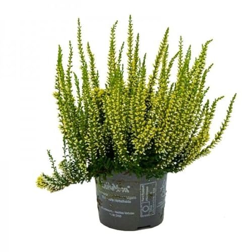 Calluna Arbusto Mediterráneo - Mix Color - Planta Ornamental para Jardín