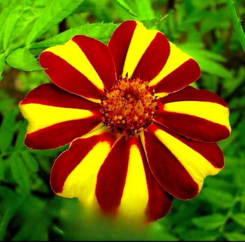 French Marigold Dandy Striped 150 Seeds + Plant tag + Freebie - Tagetes patula Nana