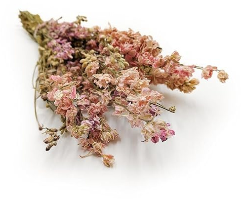 Riddarsporre – (Delphinium) – rosa