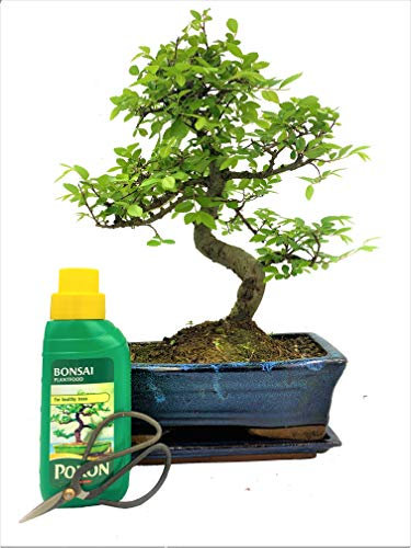 Chinese Elm Bonsai Tree - You Choose (Large Chinese Elm Gift Set)