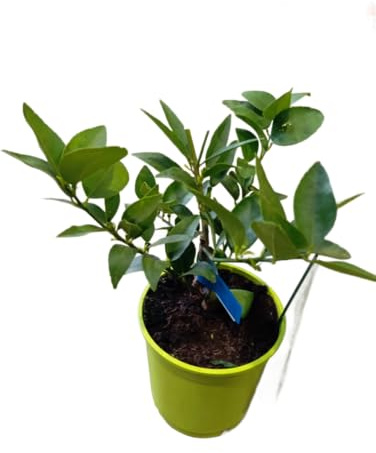 Árbol de Lima Natural en Maceta Planta Frutal con Limas Frescas y Hojas Aromáticas