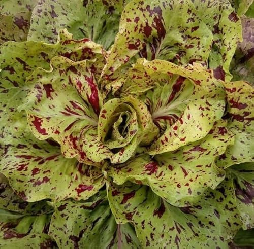 1 Pack of 400 SEEEDS Italian Chicory Variegata di Castelfranco