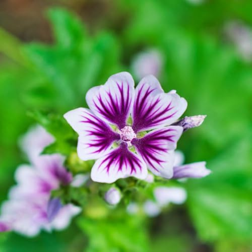 semillas de malva - para lugares soleados Malva silvestre - balcón resistentes exterior orgánicas invernaderos balcón perennes resistentes variedades 600pcs