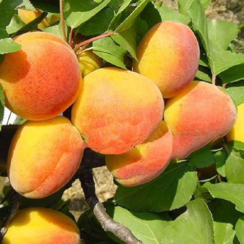 Albicocco Precoce D'Imola. Garden Talamonti.