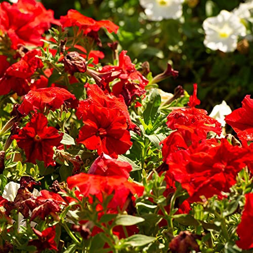 Petunia de jardín de rocas silvestres balcón parterre jardín interior semillas silvestres, siembra otoño Cobertura 900pcs