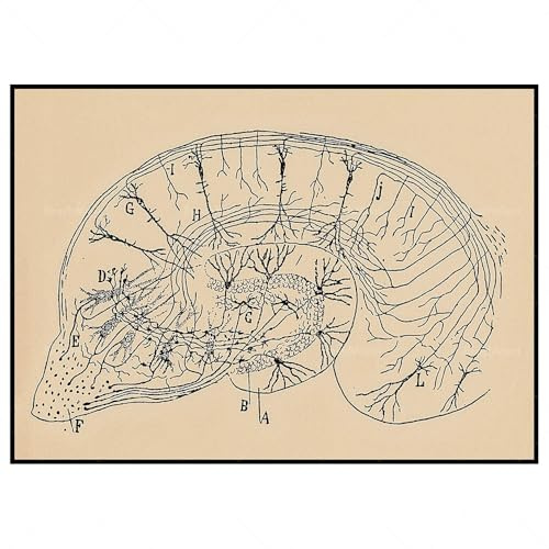 Santiago Ramon y Cajal Neuron Ritningsaffisch Retro Väggkonst Neurovetenskap Dukmålning och tryck Heminredning Bild 40x60cm Ingen ram