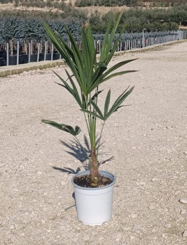 Trachycarpus fortunei, palma da esterno