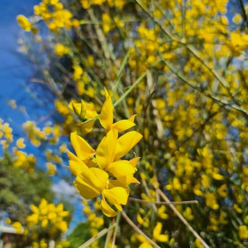 ginster winterhart samen - schnell wachsende sträucher, bonsai baum ginster samen balkonpflanzen, bonsai tree, flower seeds zimmerpflanzen samen, zimmerbonsai bonsai winterharte 300pcs