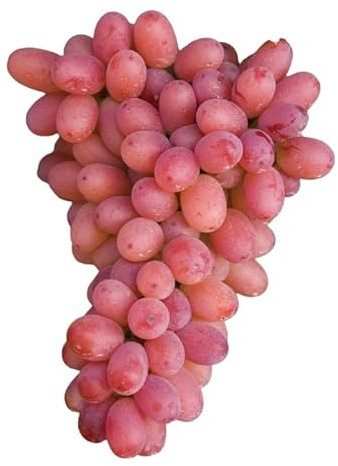 Pianta DI VITE senza semi uva vigna da tavola ARGENTINA APIRENA senza semi IN VASO 16 FOTO REALE