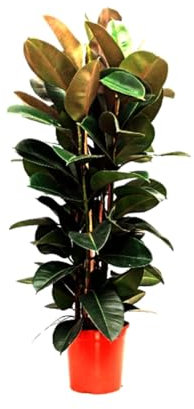 Planta natural Ficus Robusta, 80-100 cm. Ficus elastica, Ficus de hoja ancha. Planta de interior resistente, con hojas grandes y brillantes, fácil de cuidar. Segura Garden.