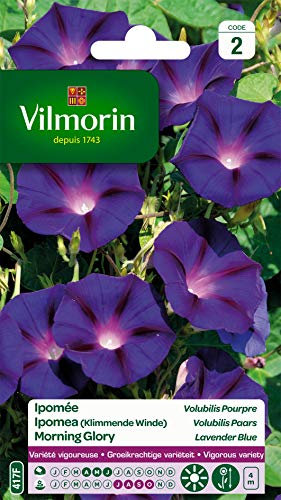 Vilmorin - Ipomée Pourpre - semences pour Plantation - Fleurs grimpantes annuelles 4m - Variété vigoureuse - Croissance très Rapide - Floraison spectaculaire -