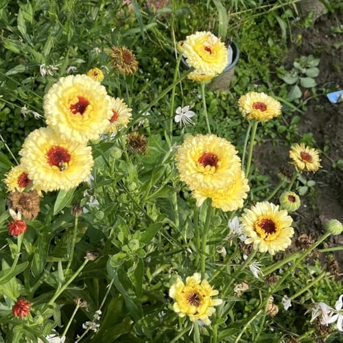 semi di calendula biologici, calendula, resistenti per luoghi soleggiati, balcone aiuola, esotiche resistenti 50pcs