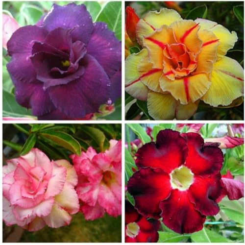 Bulbo rosa del desierto.Adenium obesum planta.Flores perennes resistentes.Rosa del desierto planta natural.NVNJHJN.-2 bulbos-A