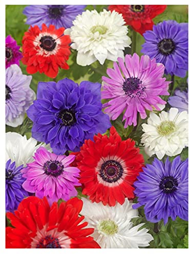 20x Anemone St Brigid Mixed Colours Bulbs Spring Summer Flowering Corms Garden Perennial Flowers Size 4/5