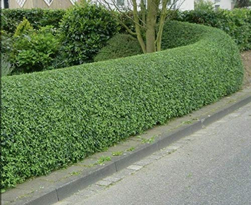 10 Green Privet Hedging 2-3ft Ligustrum Ovalifolium Bareroot Evergreen Plants