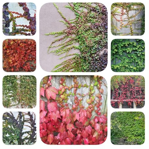 wilder wein pflanze samen - garten steingartenpflanzen winterhart schnittblumen samen saatgut geschenk wildblumen kletterpflanzen samen blumenbeet pflanzen geschenk blumenwiese garten 50pcs