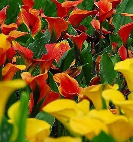 Della Miscela 6 Pcs Calla Lily Bulbi Colori Brillanti Fioriscono In Primavera Perenne Non-OGM Adatto A Cortile Giardini Piantare Creare Perfetto Abbagliante Decorazione