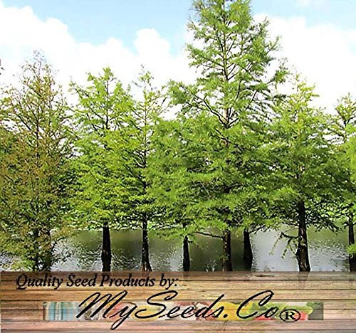 (10) Cipresso calvo meridionale, Taxodium distichum meridionali, i semi dell'albero