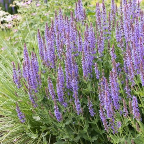 Semillas de salvia, Semillas de Salvia japonica, silvestres perennes resistentes 350pcs
