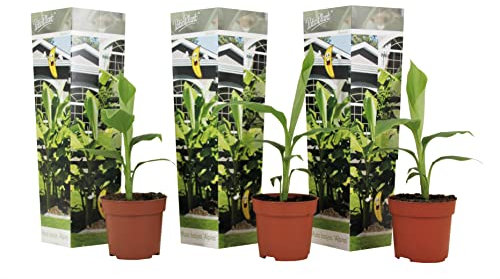 Plant in a Box - Musa Basjoo - Höhe 25-40cm - 3er Set - Bananenpflanze Winterhart - Bananenbaum - Exotische pflanzen - Topf 9cm