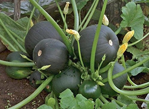 2g / 15 Semi di zucchina - Zucchina Botsman:Graines