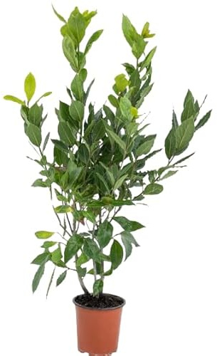Laurel Vivo de 100cm de Altura Planta de Exterior -Riego Moderado