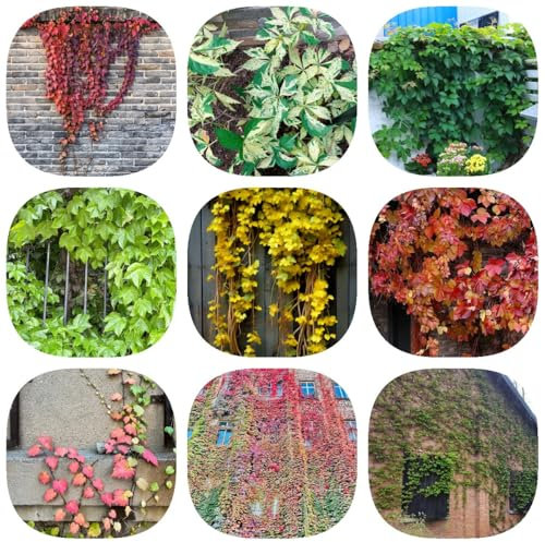 100 pcs Wilder Wein Pflanze Winterhart Samen - pflanzen wand, balkon deko Parthenocissus tricuspidata - samen geschenk samen winterhart steingartenpflanzen winterhart hängepflanzen,