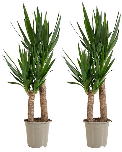 Bloomique - Lot de 2 - Yucca Elephantipes - Lys Palmier - Plantes d'intérieur - Purifiant l'air - Facile d'entretien - Pot 21cm - 80-90cm de Haut