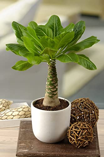 Evergreen Flowering Tropical Hawaiian Palm Plant - Brighamia insignis - The Vulcan Palm or Cabbage on a Stick in 14cm White Ceramic Planter Plant Pot