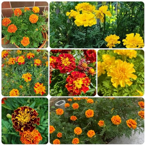 semi di calendula, biologici balcone rare 500pcs