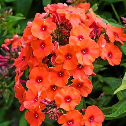 12 unidades o 1 m² Phlox Paniculata 'Orange Perfection' - Phlox Paniculata 'Orange Perfection' Maceta 9x9 cm