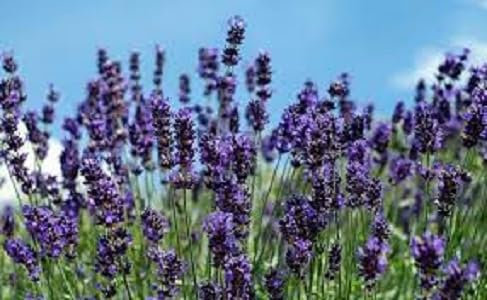 Nouveau frais 100 pcs graines de fleurs de lavande