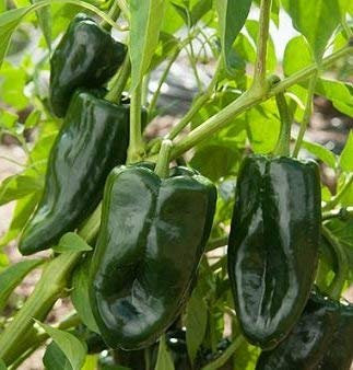 VISA STORE 10 graines de TRN221 Tion hybride (poivron)