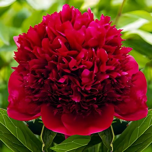 Plante exclusive de pivoines rouge foncé Red Charm | Plantes vivaces à grosses racines | 3/5 yeux (pas de graines) | Vivaces et bulbes multi-variétaux de Hollande