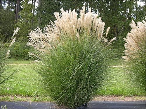 Stauden Gänge 3 x Miscanthus sinensis im 1 Liter Topf (Ziergras/Gräser/Winterhart/Mehrjährig/Staude) Chinaschilf - Pflegeleicht und prachtvoll, das ganze Jahr