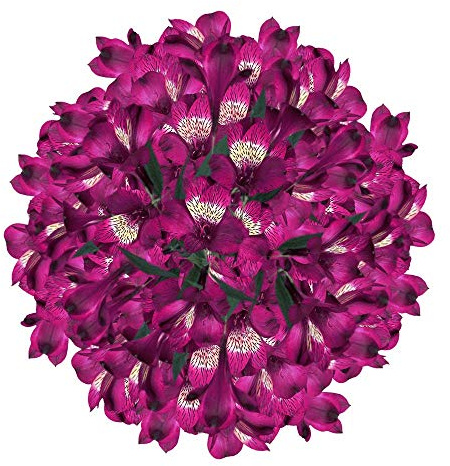 GlobalRose 30 Purple Alstroemeria Flowers – Responsibly Sourced Peruvian Lilies Flowers – Hand-Picked Flowers Fresh Bouquet for Graduation, Anniversary & Special Occasions (3 Bunches of 10 Stems)