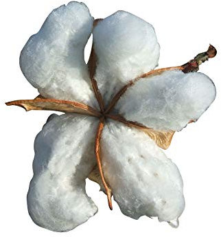 Planta de algodón (Gossypium) 25 semillas de algodón auténtico.