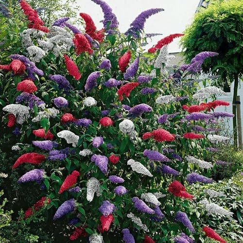 20pcs graines de fleurs de papillon Buddleia mélangées