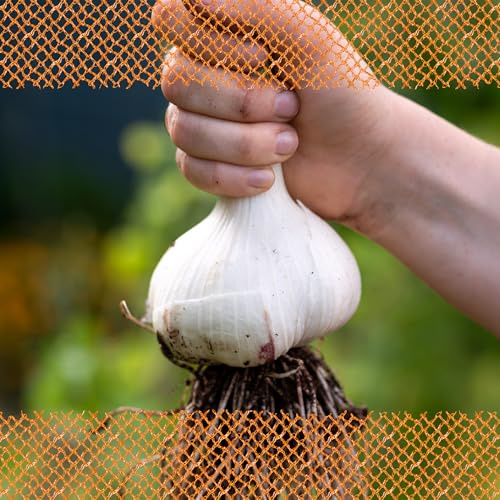 FLORTUS 2000-2478 Winterpflanzknoblauch Elefantenknoblauch Valdichiana (Pflanzknoblauch)