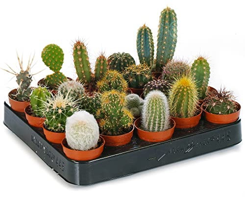 Set of 10 Different Cactus Plant Mix - Indoor Plant Gifts - Office Plants - Gift Idea - Plants in 5.5cm Pots