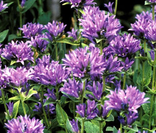 Bellflower Clusted Campanula Glomerata Acaulis - 200 seeds bulk